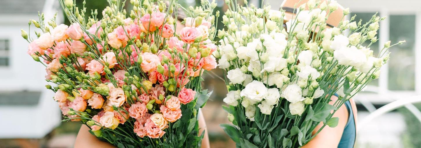 A bundle of white cut flowers and a bundle of pink cut flowers.