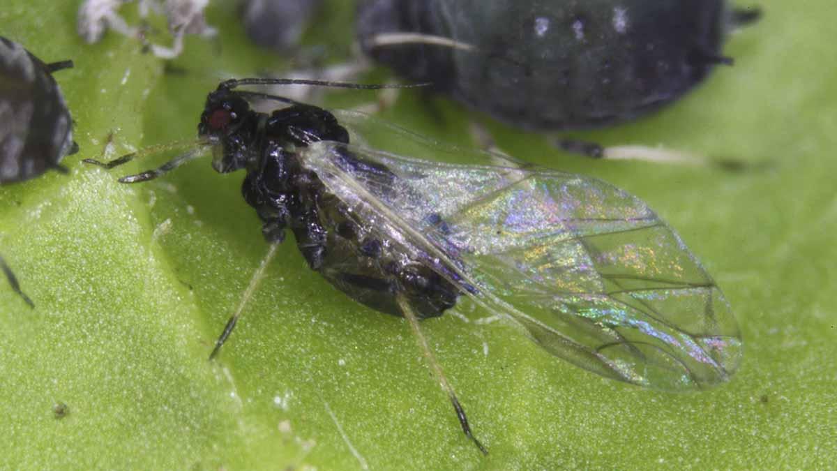 Bean aphid on leaf